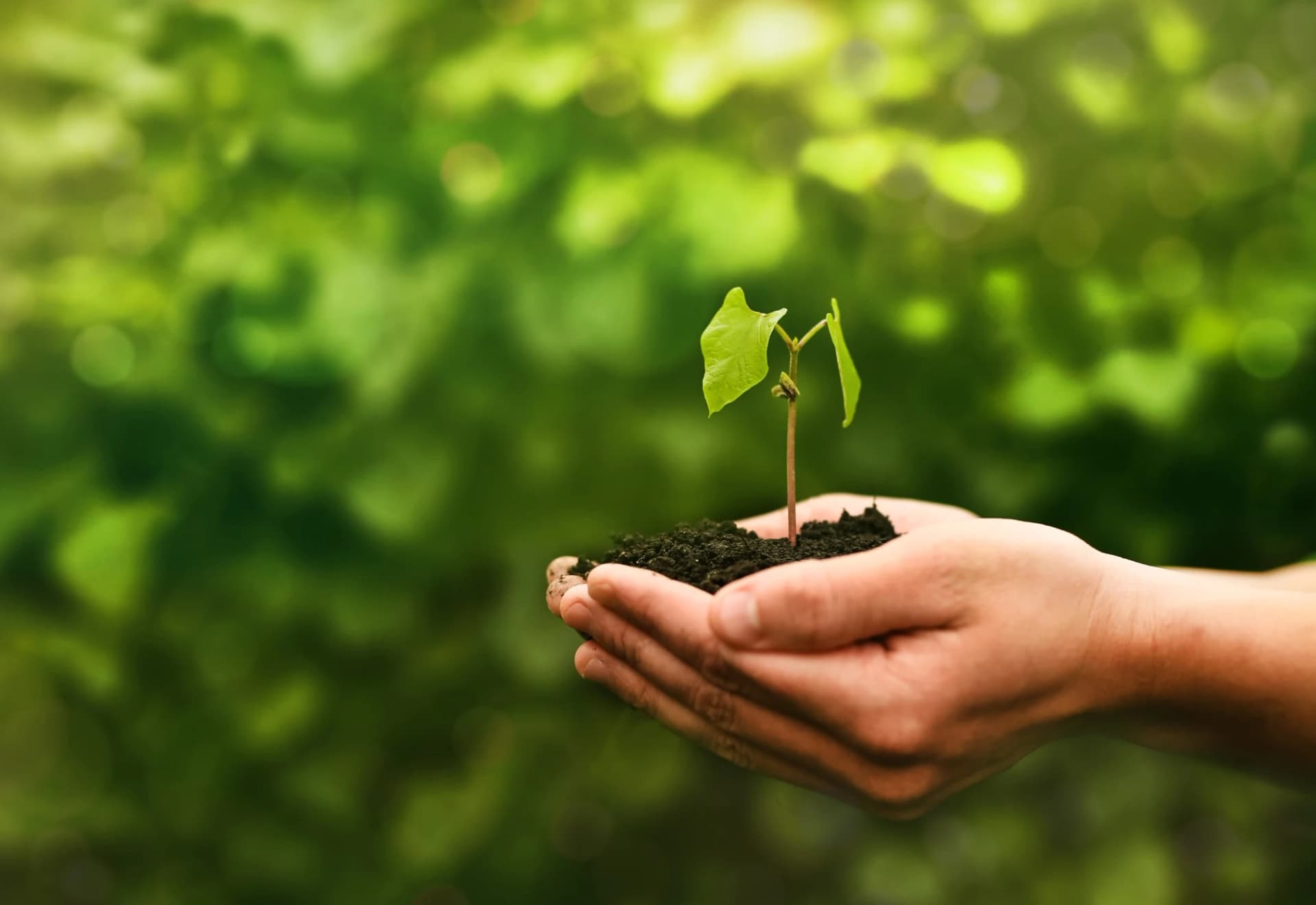 Imagem meio ambiente